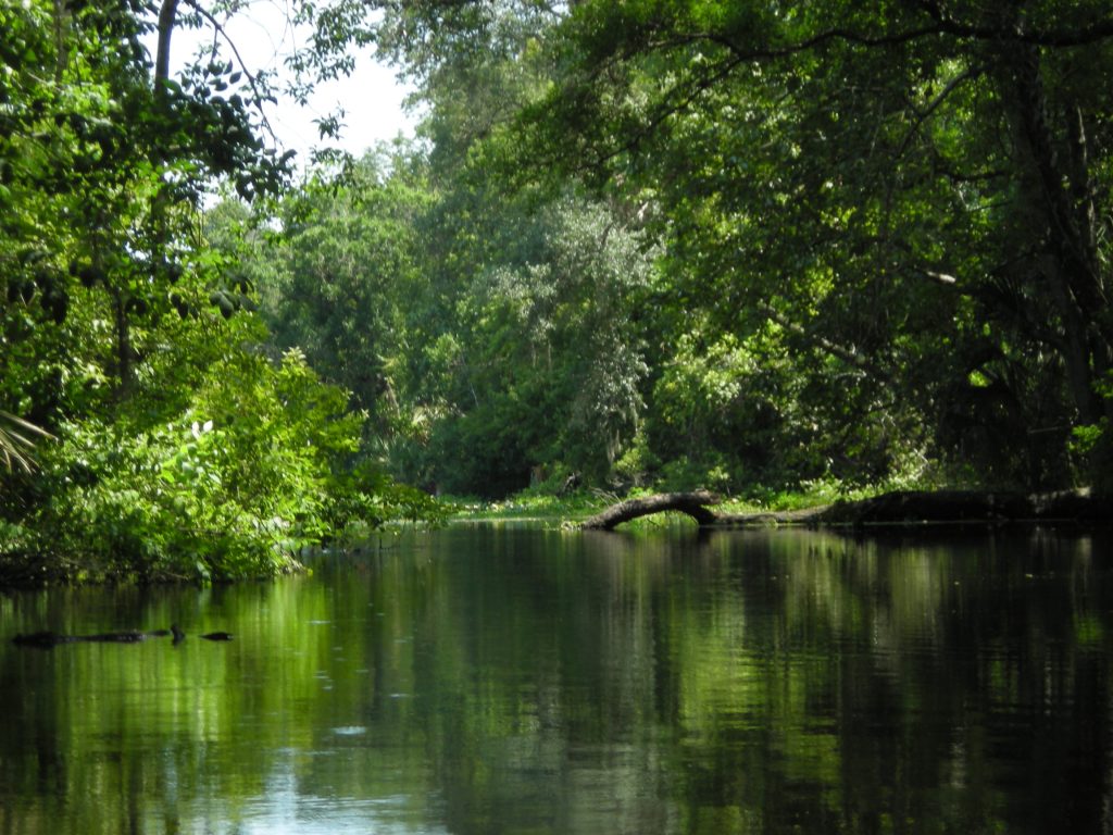 Wekiva River (07/10/10)