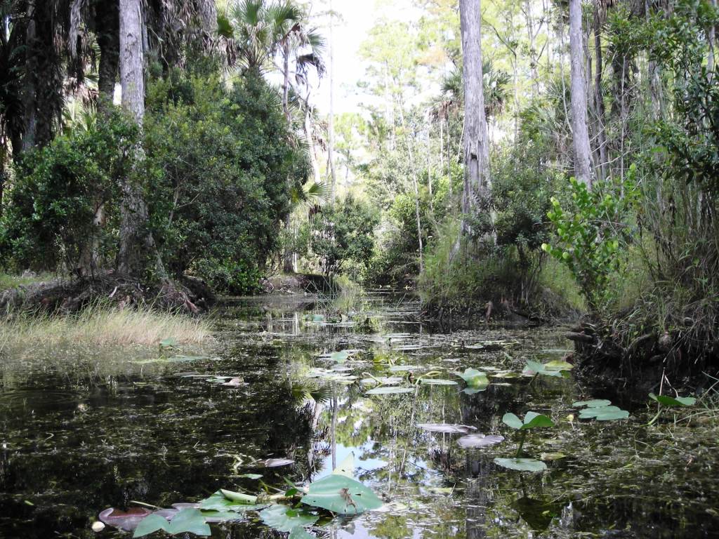 Loxahatchee River (09/19/10)
