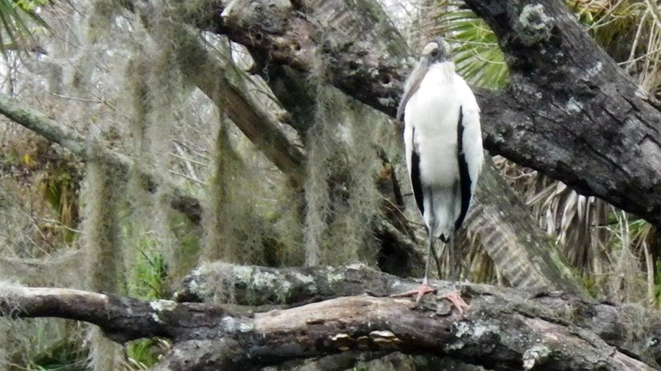 A Posturing Wood Stork