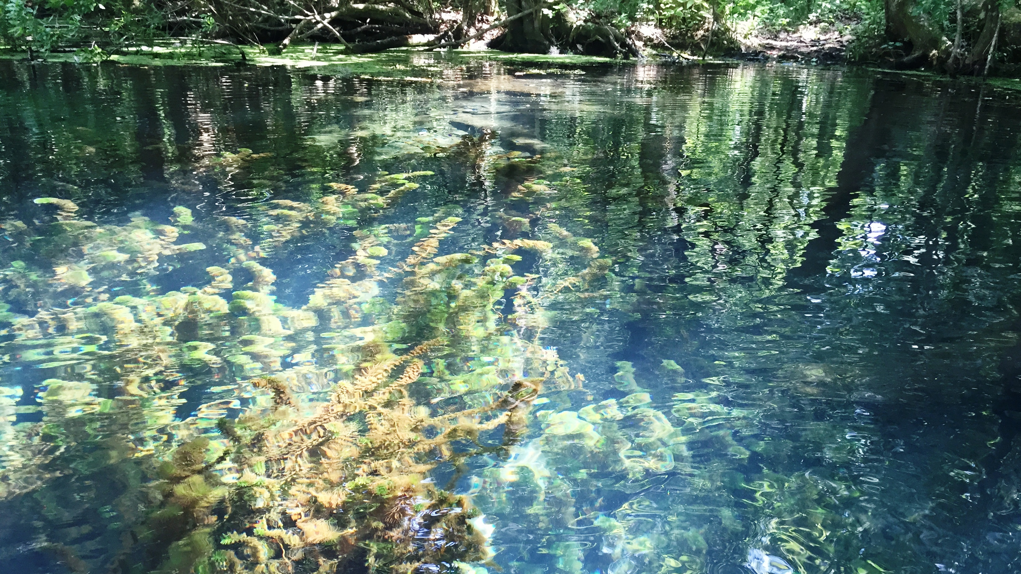 Big Blue Spring on the Wacissa River