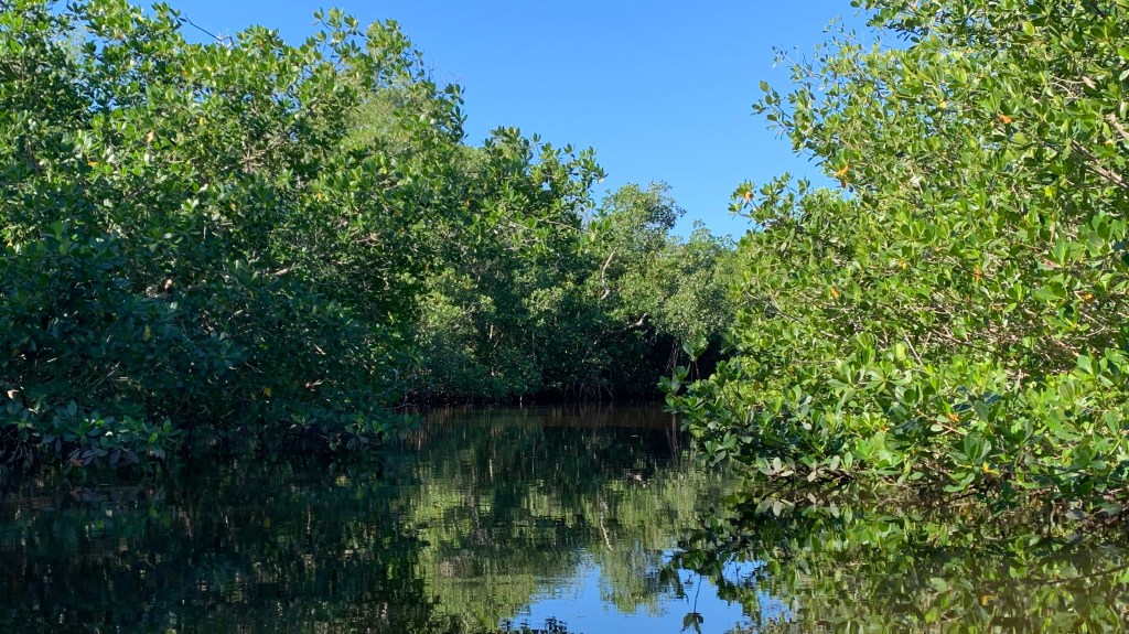Blackwater River and Royal Palm Hammock Paddling Trail&nbsp;(12/28/2021)