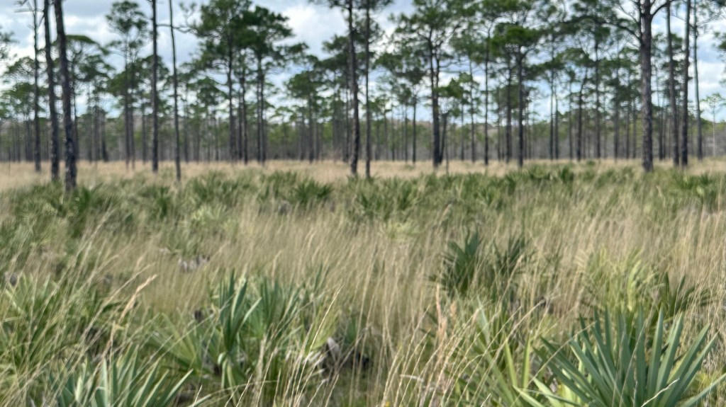 Ocean to Lake Trail, 1st Section, Hobe Sound Beach to Riverbend Park&nbsp;(01/25/2023)