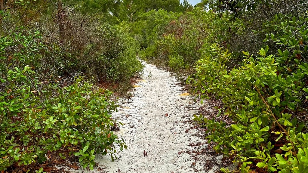 Seabranch Preserve State Park, North Loop&nbsp;(04/09/2023)
