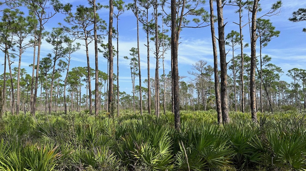 Jonathan Dickinson State Park–White Loop&nbsp;(01/10/2024)