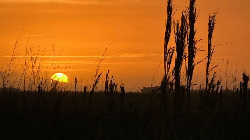 Kissimmee Prairie Preserve State Park (01/23-01/24/2024)