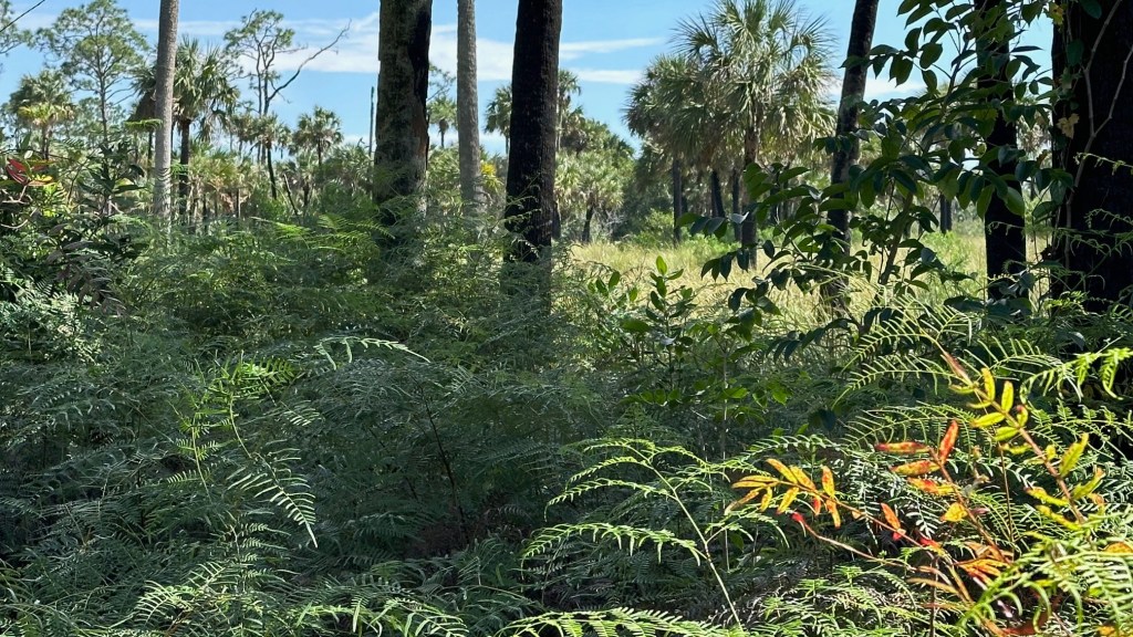 Collier-Seminole State Park&nbsp;(01/30/2024)