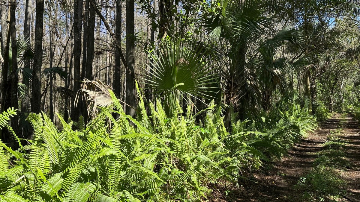 Fakahatchee Strand Preserve State Park&nbsp;(01/31/2024)