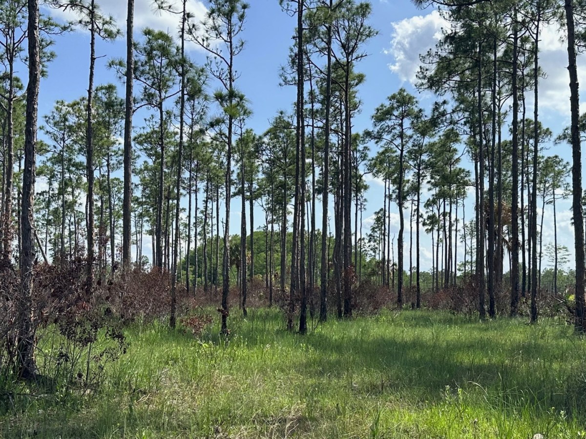 Exploring the Mystical Corbett Wildlife Management Area – OTL Trail East from South Grade Road&nbsp;(05/07/2024)