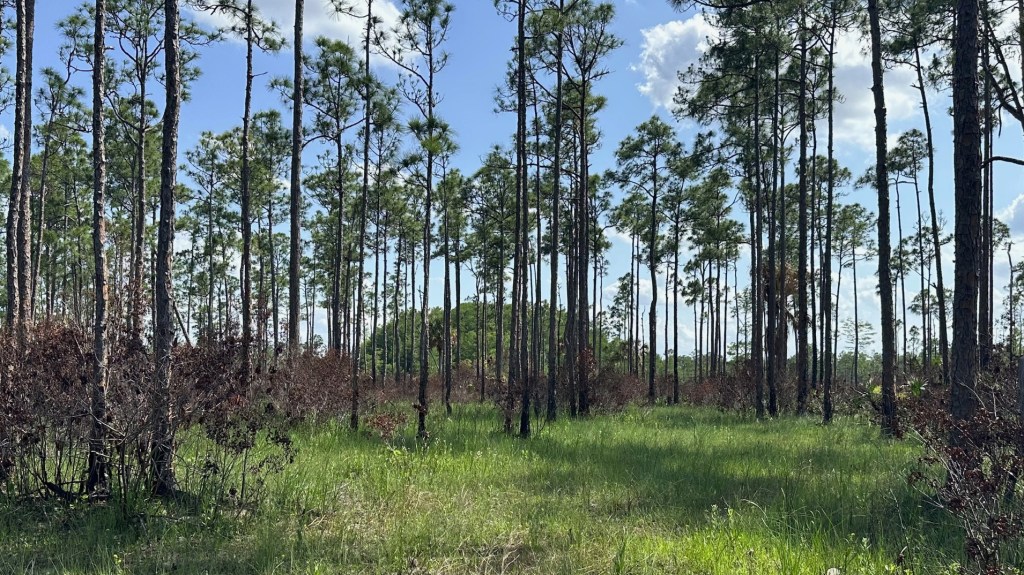 Exploring the Mystical Corbett Wildlife Management Area – OTL Trail East from South Grade Road&nbsp;(05/07/2024)