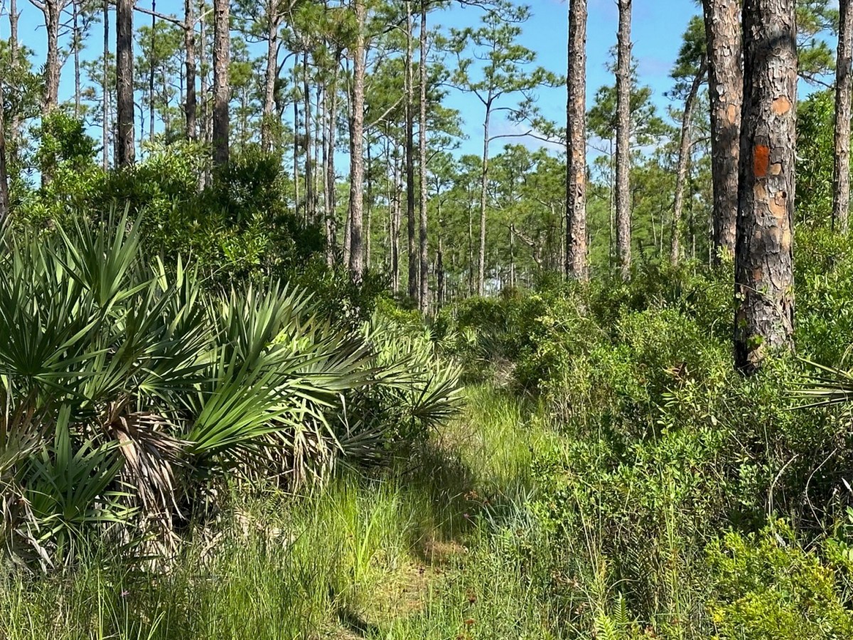 Beautiful Savannah Views and Old Buggy Roads on the OTL-South Grade Road Westward&nbsp;(05/24/2024)