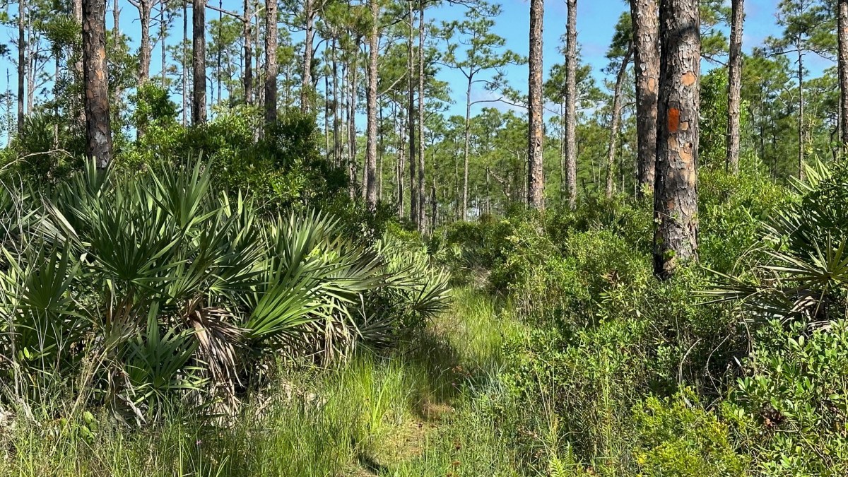Beautiful Savannah Views and Old Buggy Roads on the OTL-South Grade Road Westward&nbsp;(05/24/2024)