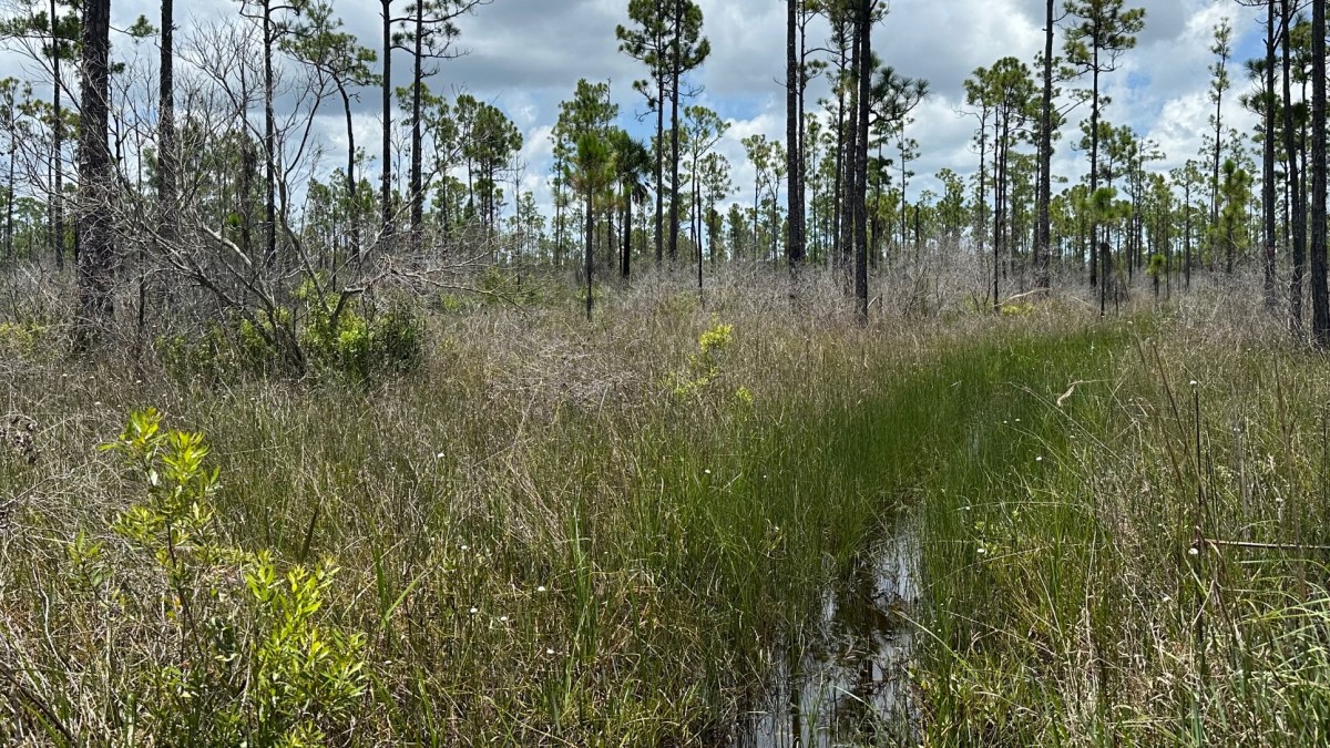 A Waterlogged Trek Along the OTL Trail–Corbett WMA–Powerline Road Eastward&nbsp;(07/11/2024)