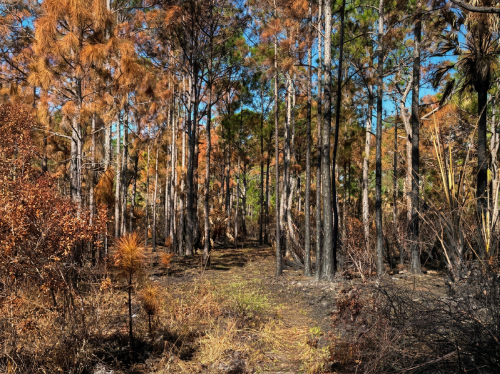 Picture entering a pine forest during the fall with beautiful shades of brown, gold, orange, and green.